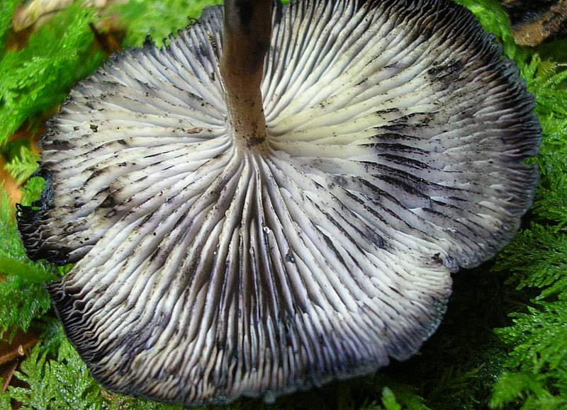 La Flora fungina negli aspetti microclimatici subtropicali